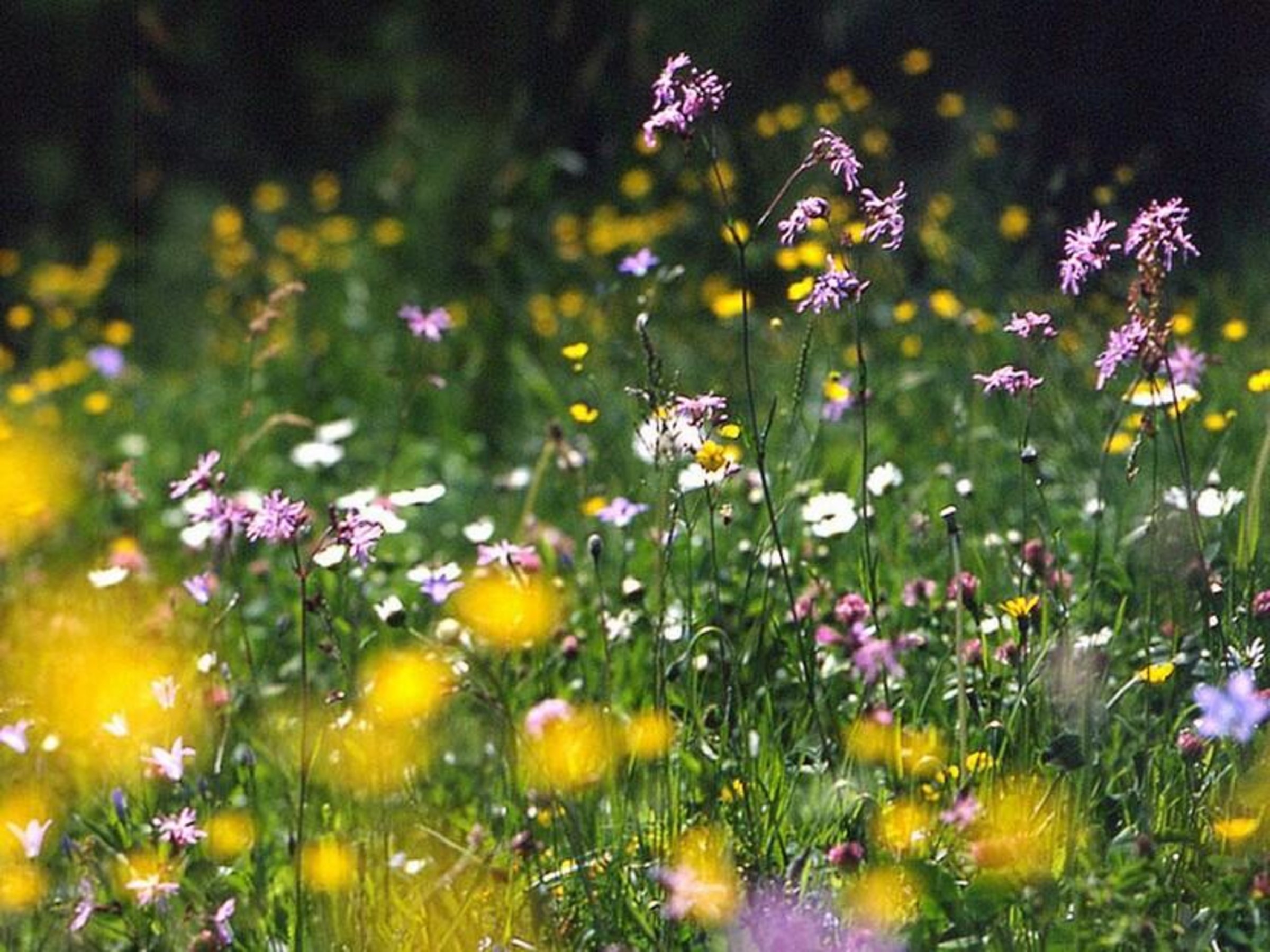 csm_Landschaft-Blumenwiese-tf_d1ad18b9eb.jpg