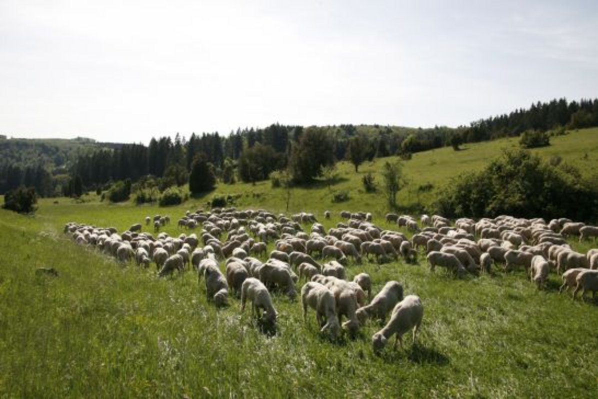 Foto: Tourist-Info Hayingen - Schafherde auf der Schwäbischen Alb Foto: Tourist-Info Hayingen - Schafherde auf der Schwäbischen Alb