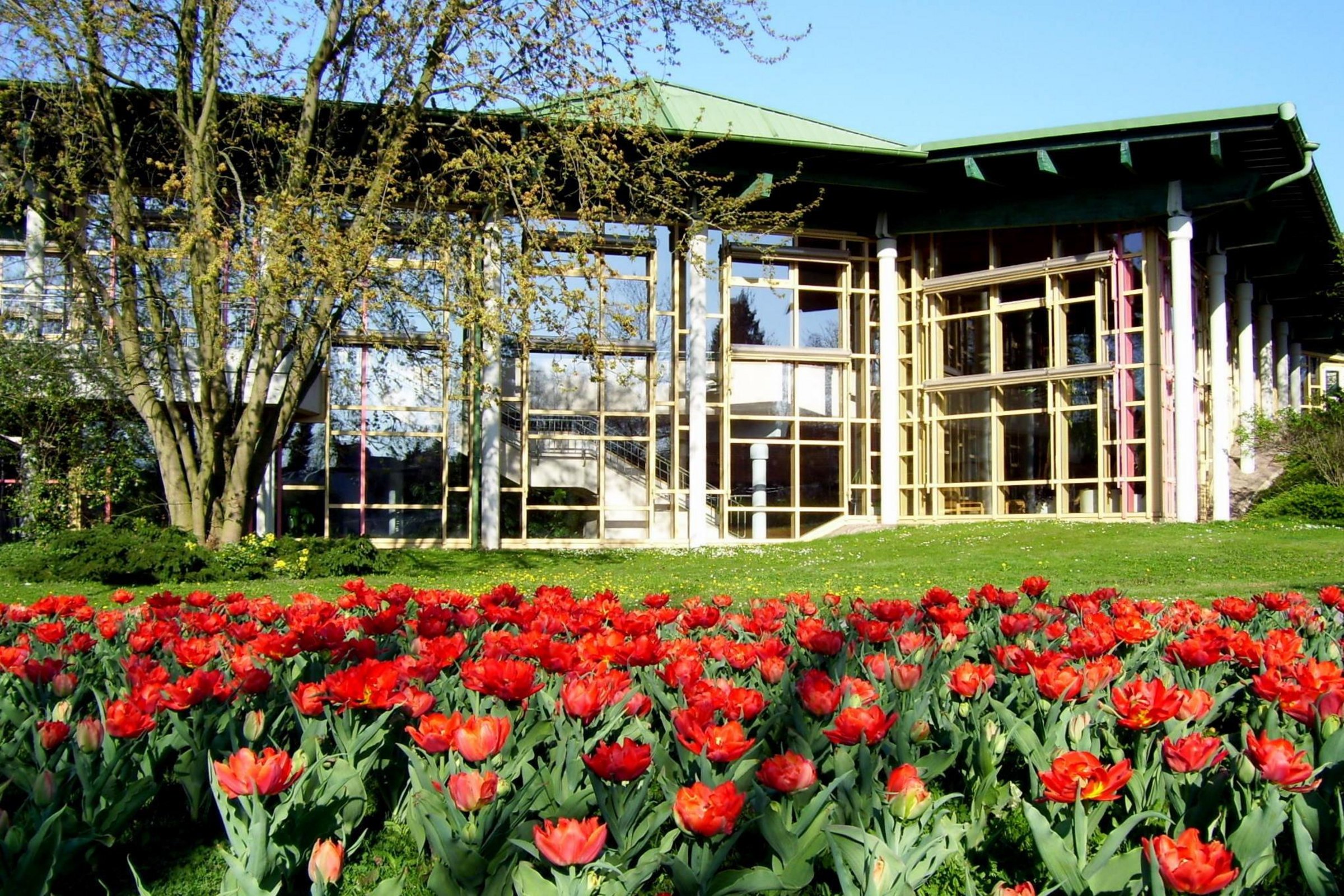 Li-Halle-Tulpenbeet__002_.jpg